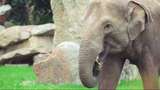 Gajah Fisiknya Besar tapi Benarkah Takut dengan Tikus?