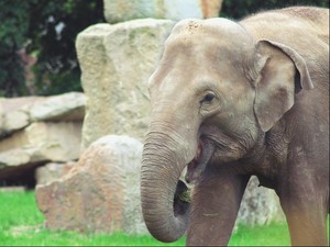 Gajah Ternyata Punya Kumis yang Canggih, Seperti Apa Bentuknya?