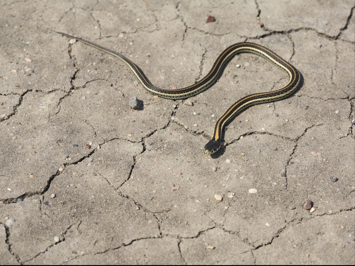 Pria Ini Digigit Ular Berbisa yang Iseng Ia Ambil Untuk Selfie