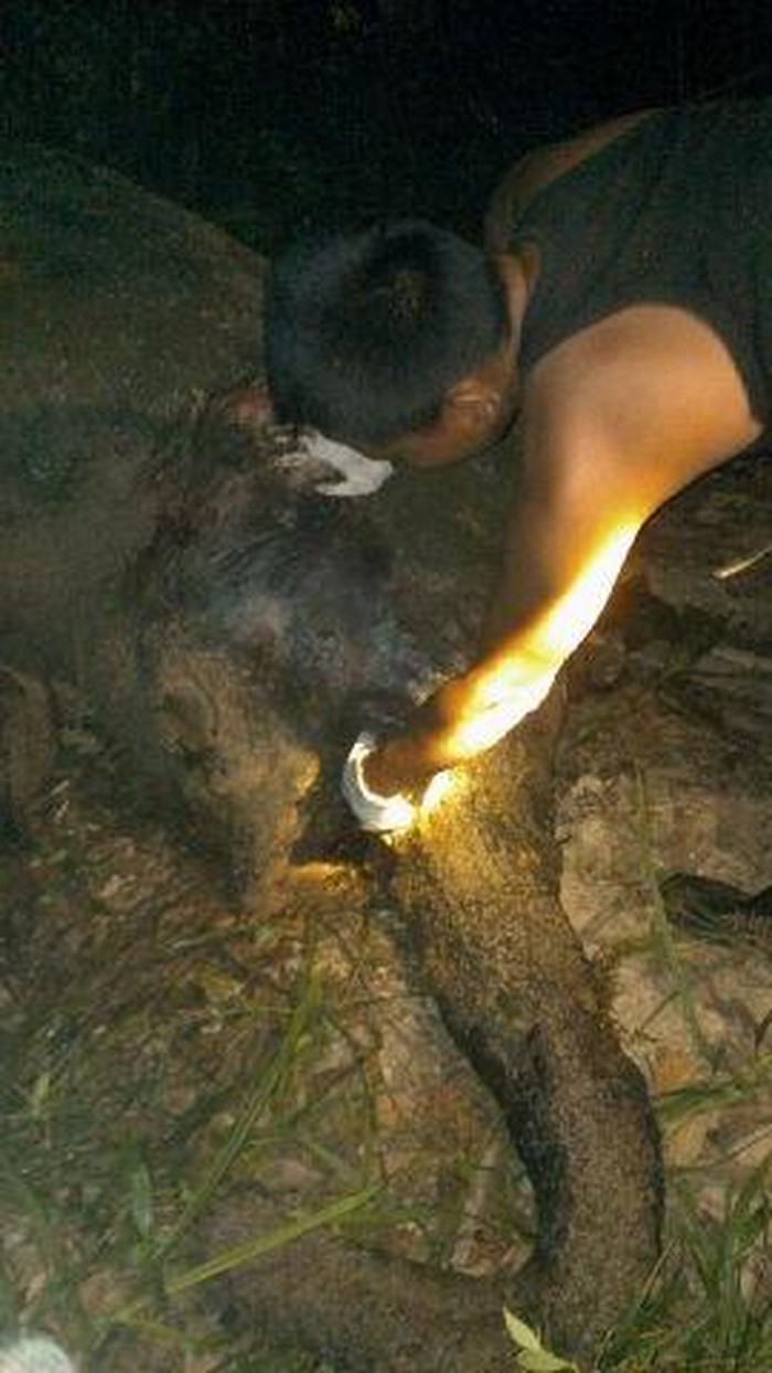 Gajah Liar yang Mati di Bengkalis Diduga karena Diracun