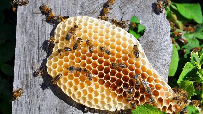 Senggol Sarang Lebah, Pria Ini Diserbu dan Disengat Ribuan Lebah