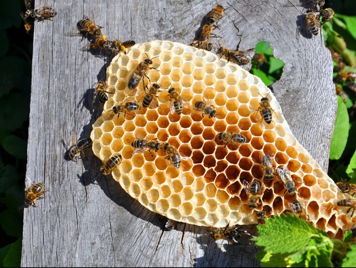 Ilustrasi lebah. Foto: thinkstock Ilustrasi lebah. Foto: thinkstock