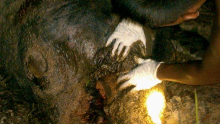 Seekor Gajah Jantan Mati di Aceh, Diduga Keracunan Pupuk