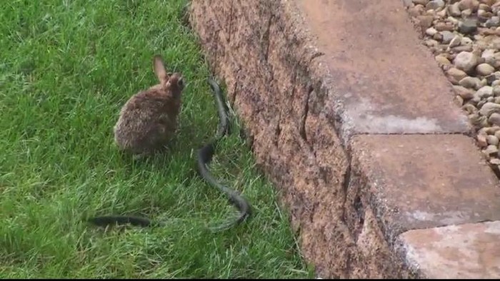 Pertarungan Mama Kelinci Melawan Ular yang Menghebohkan