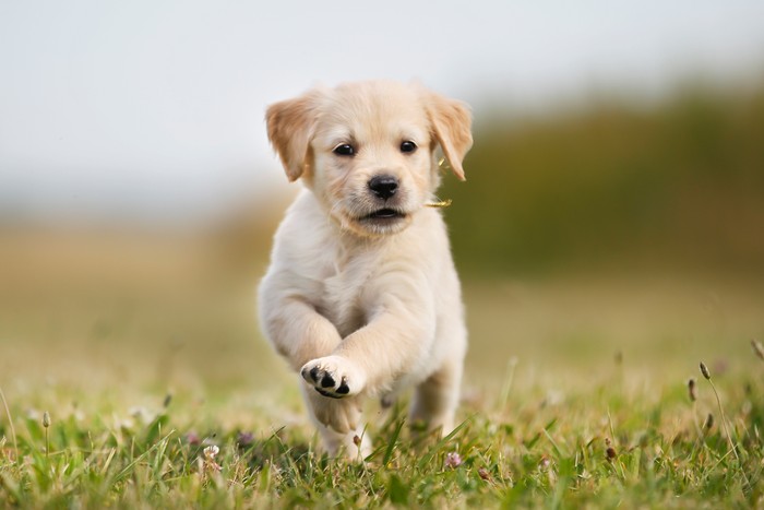 Anak anjing sedang melompat-lompat di atas lapangan rumput.