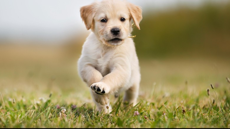 ilustrasi anak anjing Anak anjing sedang melompat-lompat di atas lapangan rumput.