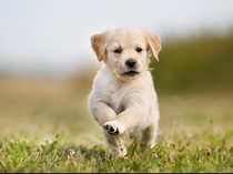 Kisah Sedih Anjing yang Setia Menunggu Keluarga Korban Tewas Jeju Air