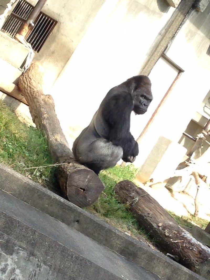 Shabani, seekor gorila punggung perak jantan dengan usia 18 tahun ini, memiliki berat badan hingga 180 kilogram. Dia menjadi bintang yang menarik banyak perhatian pengunjung Kebun Binatang dan Kebun Raya Higashiyama di Nagoya.