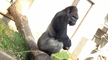 Shabani adalah bintang di Kebun Binatang Higashiyama, Nagoya, Jepang, yang sukses membuat gadis-gadis di sana berbondong-bondong menemuinya. Foto: Internet/Twitter