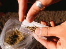 Ketua PPK Wonogiri Kota Ditangkap gegara Narkoba, 113 Gram Ganja Disita