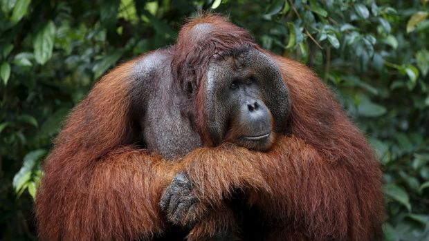 Yang Tersisa Dari Matinya Puan Orangutan Tertua Sedunia