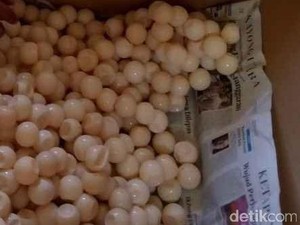 4.500 Telur Penyu yang Coba Diselundupkan ke Malaysia Diamankan Polda Kalbar