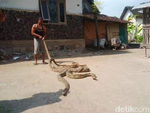 Mengenal Penangkap Tiga Ular Phyton di Tuban, Siapa Busro?