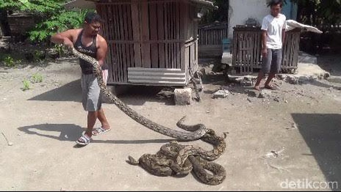 Setelah Sepekan Teror Warga, 3 Ular Phyton Bisa Ditangkap
