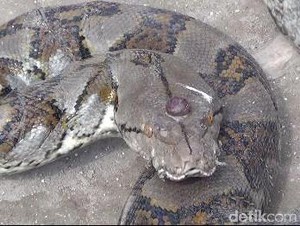 Tiga Ular Phyton Ditangkap di Tuban, Salah Satu Kepalanya Bermahkota Akik