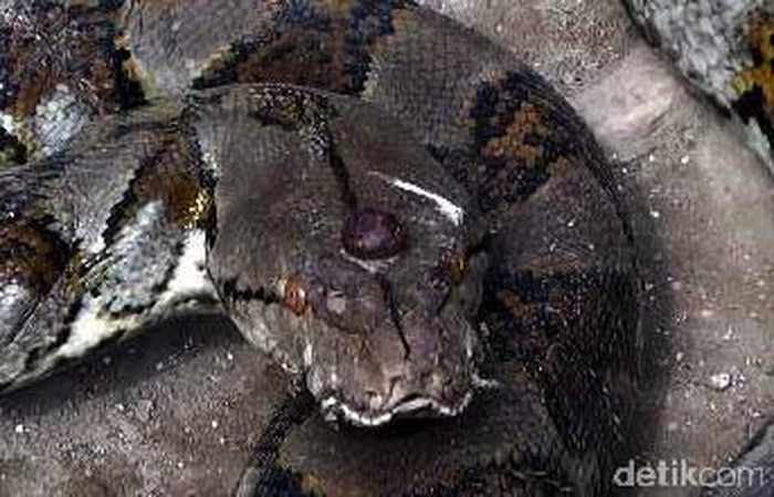 Salah satu ular yang tertangkap di Tuban, di bagian kepalanya seperti bermahkota akik fosil kayu jati