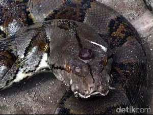 Ular dalam Mitologi Jawa: Dewa Underworld, Menolong via Gorong-gorong