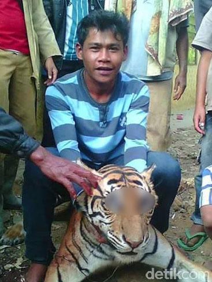 Polisi Telusuri Akun Facebook yang Posting Foto Pembantaian Harimau