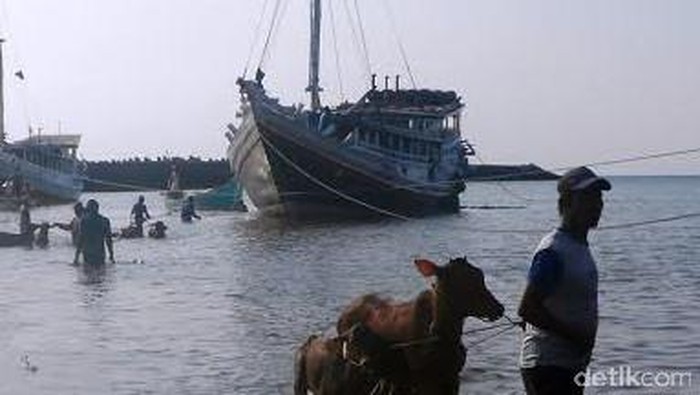 Jelang Lebaran, Pengiriman Sapi Madura ke Situbondo Meningkat