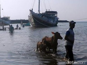 Jelang Lebaran, Pengiriman Sapi Madura ke Situbondo Meningkat