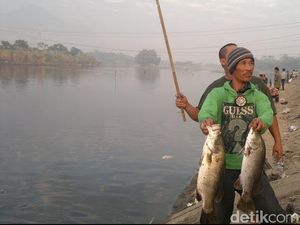 Penjelasan Badan Karantina soal Fenomena Ikan Mabuk