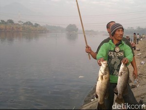 Warga Berebut Ikan Mabuk di Kali Porong Sejak Sahur