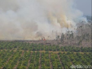 Menhut: Pemadaman Kebakaran Hutan dengan Bahan Penyerap Oksigen akan Diuji Coba