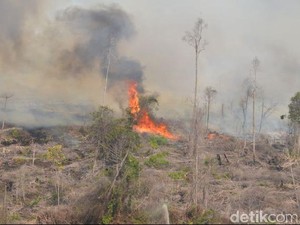 BNPB: 99,9 Persen Kebakaran Hutan dan Lahan Dilakukan Secara Sengaja