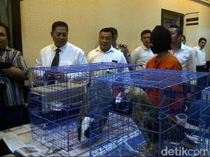 Perdagangan Satwa Burung Elang Dibongkar Polda Jatim
