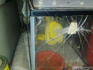 Polisi Buru RD, Mahasiswa Penjual Ular Piton Langka di Bogor