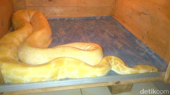 Ular berevolusi dari reptil berkaki 4, mungkin dari kadal darat atau reptil laut yang diketahui muncul di Bumi 100 juta tahun lalu. Sama seperti kelelawar, kebanyakan ular berukuran kecil dan memiliki tulang yang rapuh, sehingga sulit untuk menemukan fosilnya. Foto: polisi