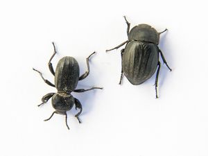 Pronotum pada Serangga Fungsinya untuk Apa?