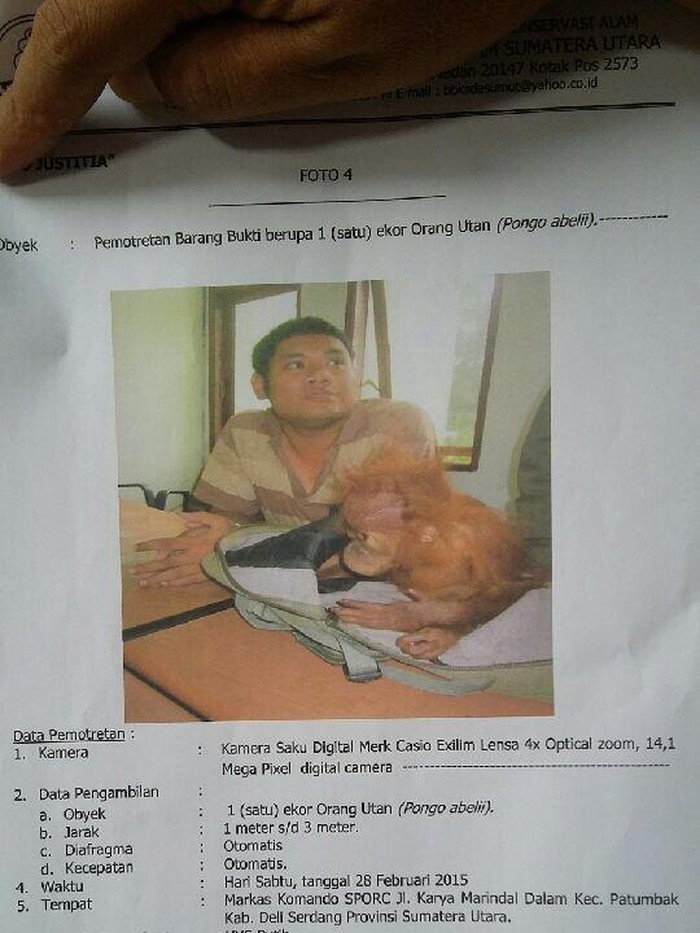 Jual Orangutan Online, Pria di Medan Divonis 2 Tahun Bui