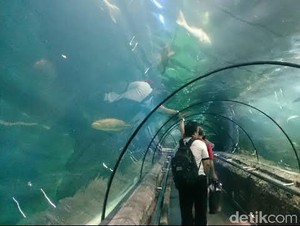Awal Lebaran, Sea World Kembali Buka Ramaikan Wahana Ancol