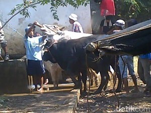 Gubernur Jatim Minta Pelaku Sapi Gelonggong di Situbondo Ditindak