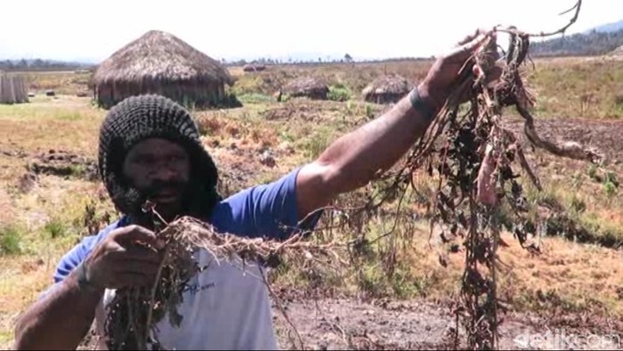 Sebulan Hujan Es Terus, Warga 3 Kampung di Papua Terancam Kelaparan