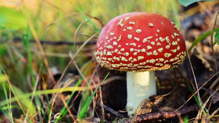 jamur liar spesies amanita