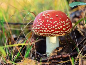 Zat dari Magic Mushroom Ditengarai Mampu Redakan Depresi