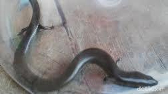 Warga Sawangan Temukan Ular Berkaki Empat