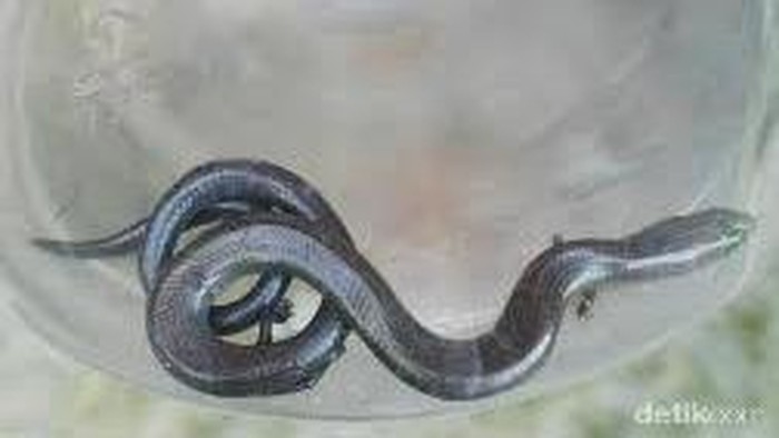 Ular Berkaki Empat Akan Dilepas ke Kali di Sawangan