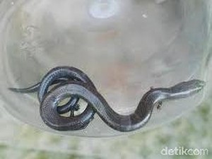 Ular Berkaki Empat Akan Dilepas ke Kali di Sawangan