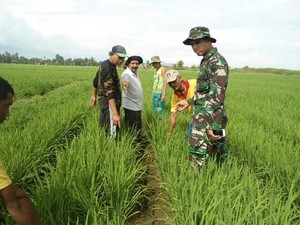 Saat TNI dan Petani Berburu Tikus di Aceh Barat, Begini Penampakannya