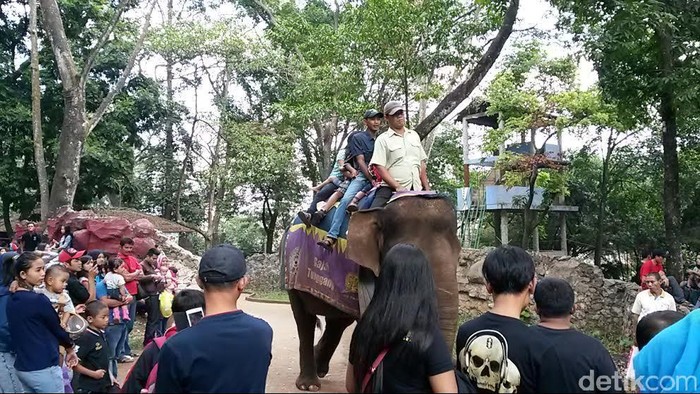 Seru Banget! Libur Lebaran Naik Unta dan Gajah di Kebun Binatang Bandung