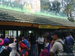 Pengunjung Membludak, Begini Suasana Libur Lebaran di Ragunan