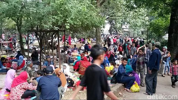 Seru Banget! Libur Lebaran Naik Unta dan Gajah di Kebun 