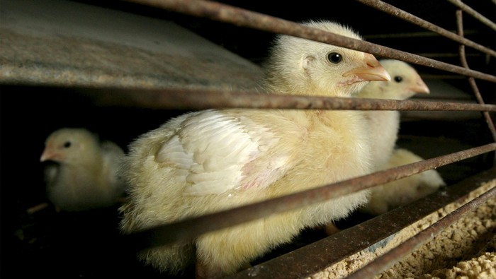 Success Story Perang Melawan Virus Pembunuh Ribuan Unggas di Semarang