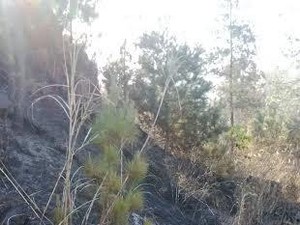 Begini Penampakan Gunung Guntur yang Sempat Terbakar