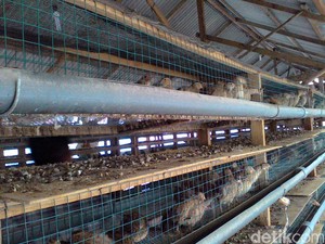 Ribuan Ekor Burung Puyuh Mati Mendadak di Deli Serdang