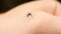 Soal Sanksi Rp 50 Juta Jika Ada Jentik Nyamuk di Rumah, Sudah Ada yang Didenda?