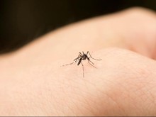 Soal Sanksi Rp 50 Juta Jika Ada Jentik Nyamuk di Rumah, Sudah Ada yang Didenda?
